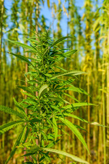 Closeup of green medical cannabis plant