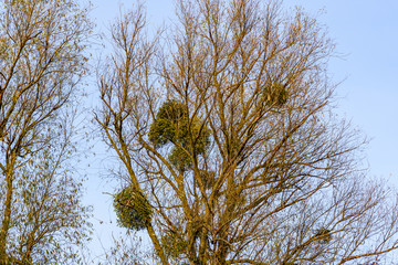 Mistletoe (viscum album) growing on the branches of tree