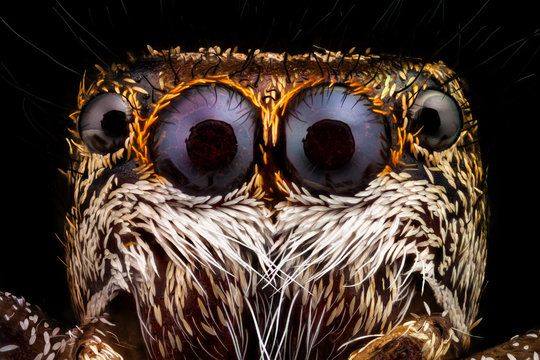 Portrait of a jumping spider magnified 10 times. Real life frame width is 2.2mm. Jumping spiders are a group of spiders that constitute the family Salticidae.