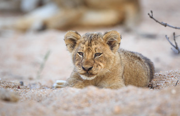 Lion cub, Panthera leo, resting in a sandy dry riverbed.