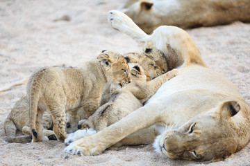 Lioness and cubs, Panthera leo, reclining and nursing in a sandy riverbed.