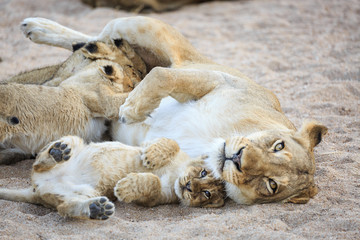 Lioness and cubs, Panthera leo, reclining and nursing in a sandy riverbed.