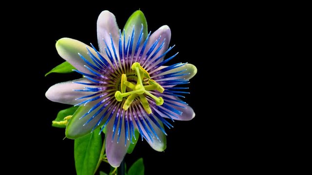 Timelapse of passion flower blooming on a black background