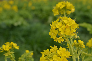 菜の花