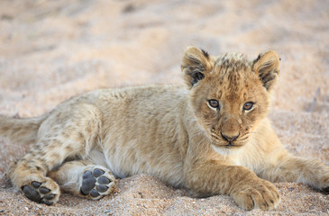 Lion cub, Panthera leo, reclining in a dry riverbed.