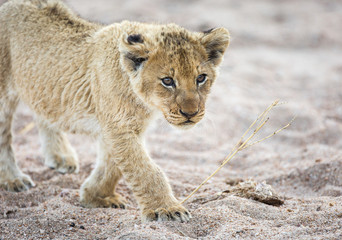 Fototapeta na wymiar Lion cub, Panthera leo, walking through a sandy riverbed.