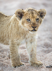 Portrait of a lion cub, Panthera leo, standing in a sandy riverbed.