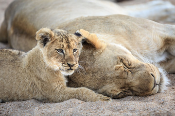 Lion cub with mother, Panthera leo, lying in a sandy riverbed.