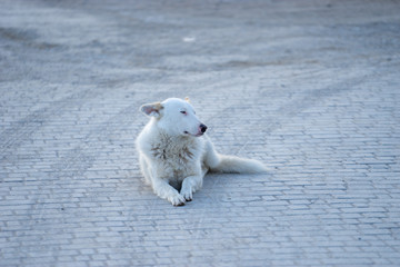 Portrait of a white dog lying on the pavement