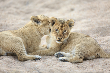 Obraz na płótnie Canvas Lion cubs, Panthera leo, playing in a dry riverbed.