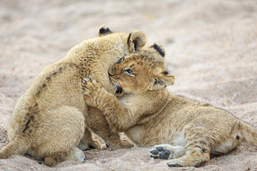 Lion cubs, Panthera leo, playing in a dry riverbed.