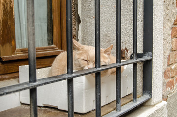 Cat sleeping on barred window ledge