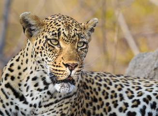 Leopard, Panthera pardus, portrait while reclining.