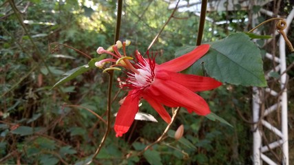 Red passiflora flower on a garden