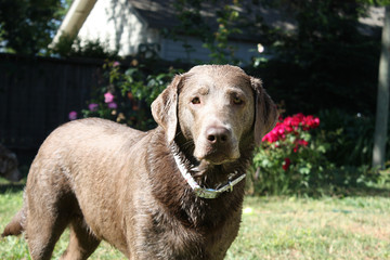 Silver Labrador Retriever, waterdog, dog portrait, adorable dog