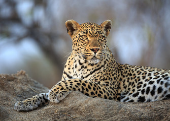 Leopard, Panthera pardus, portrait while resting on a termite mound.