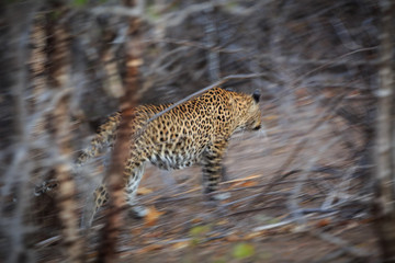Leopard, Panthera pardus, hunting through the trees at dusk.
