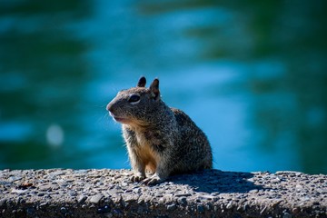 squirrel in park
