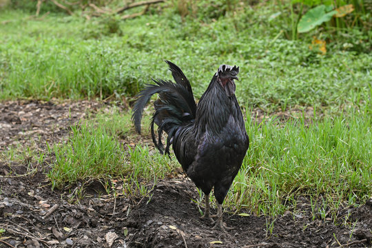 Black chicken or Kadaknath, Karinkozhi Indian breed of of chicken. fowl having black flesh in natural habitat in rural village in Kerala India.