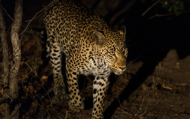 Leopard, Panthera pardus, walking after dark.