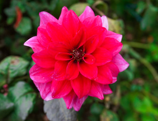 Obraz premium Blooming Pink Dahlia