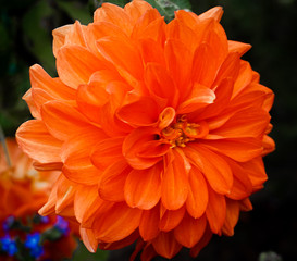 Orange Dahlia