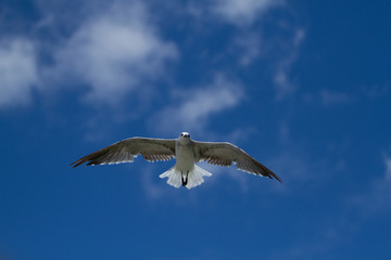 A gull flies directly overhead against a bright blue sky.