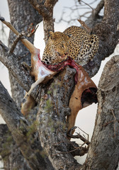 Leopard, Panthera pardus, with an impala kill, Aepyceros melampus, in a tree.