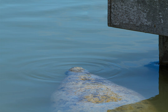 A Florida Manatee Surfacing For Air In Everglades National Park.