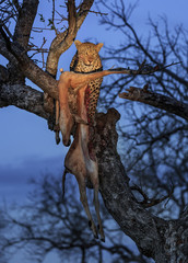 Obraz premium Leopard, Panthera pardus, with an impala kill, Aepyceros melampus, high in a tree after sunset.
