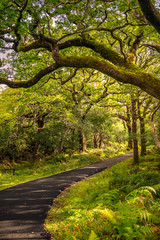 Fototapeta premium Muckross Path