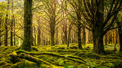 Fototapete bei efototapeten.de bestellen   