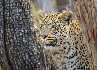 Fototapeta premium Portrait of a leopard, Panthera pardus, between two trees.