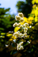 Raksikon yellow flowers in the garden