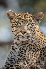 Portrait of a leopard, Panthera pardus, sitting.