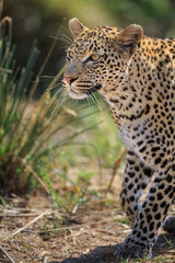 A leopard, Panthera pardus, walking through green grass.