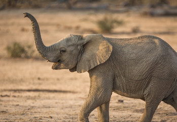 Young Savanna, or African elephant, Loxodonta africana, with trunk raised, walking.