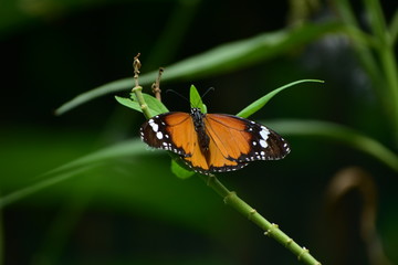 butterfly on a leaf