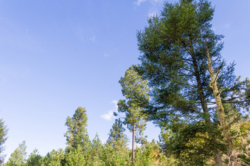 Pine trees in the mountains of mexico
