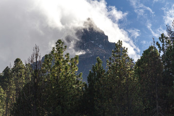Pine trees in the mountains of mexico