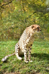 cheetah in grass