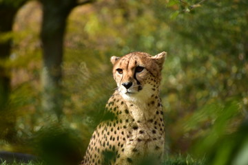 cheeta ready for hunting