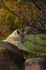 lioness and cub