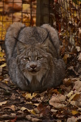 portrait of a lion in zoo