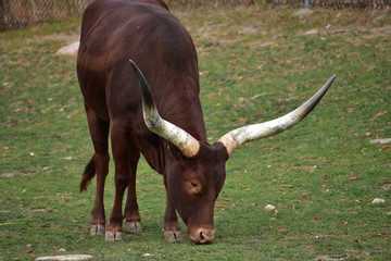 cow with horns