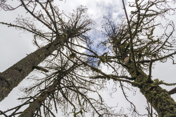 Pine trees in the mountains of mexico