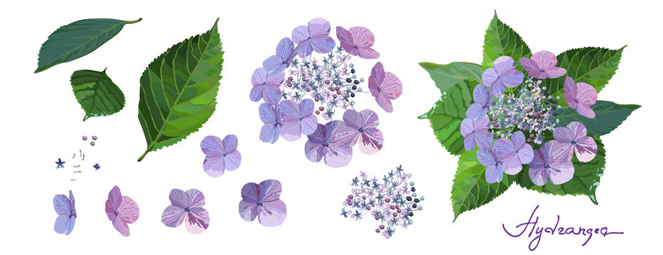 Set of purple hydrangea flowers with bud, stems and leaves on white background.
