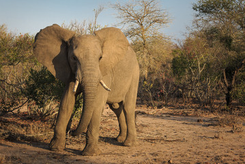 Fototapeta na wymiar A large bull Savanna, or African elephant, Loxodonta africana.