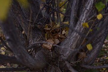 anthill in the forest