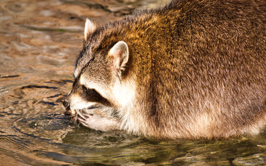 Waschbär,waschbär,bär,wild,natur,räuber,wagemutig,hübsch  